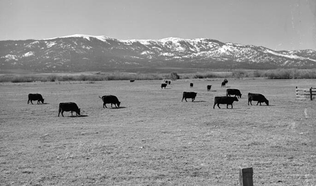 cows1947 image