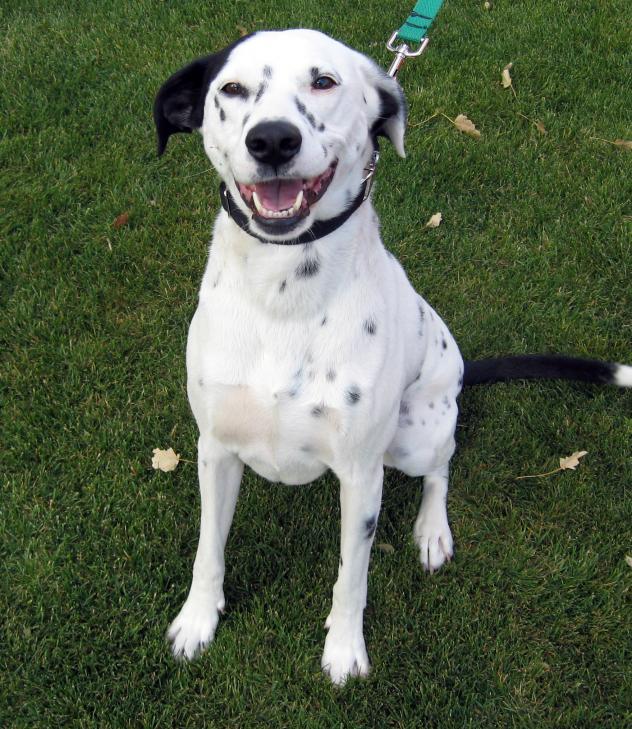 Lassen Humane Society Annual Yard Sale Accepting Donations