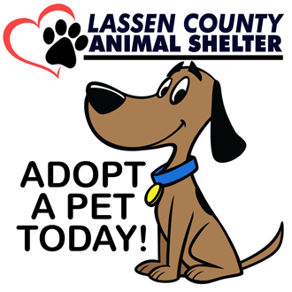 Adopt A Pet from the Lassen County Animal Shelter – Morgan ...