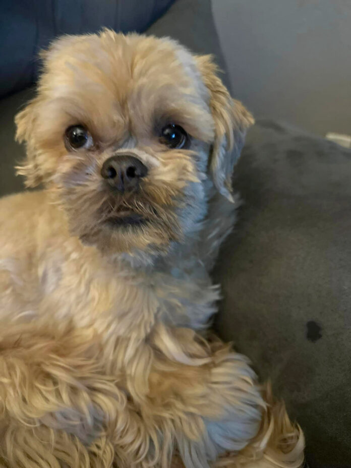 Lost Missing Shih Tzu Teddy